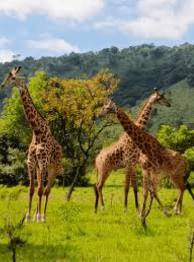 1-Day Akagera National Park Safari Destination: